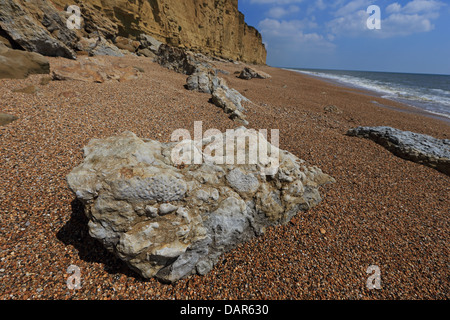 Fossils of belemnites and ammonites on shingle beach near Lyme Regis ...