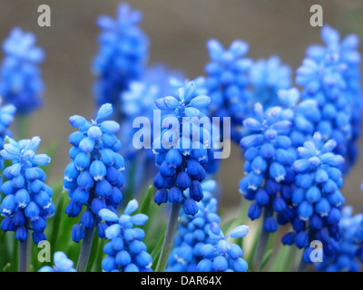 muscari common grape hyacinth flower blue Stock Photo