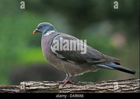 Portrait of Common Wood Pigeon (Columba palumbus) perched on tree branch in forest Stock Photo