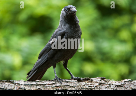 Western Jackdaw / European Jackdaw (Corvus monedula / Coloeus monedula) perched in tree Stock Photo