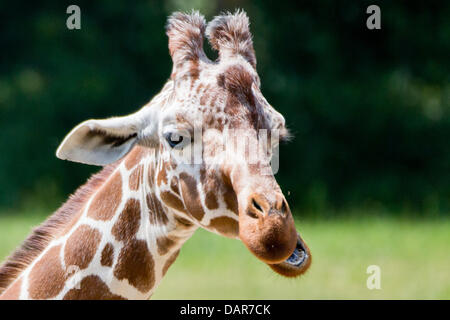 Nuremberg, Germany. 17th July, 2013. A girafe chews in the sun in its compound in the Tiergarten in Nuremberg, Germany, 17 July 2013. Photo: DANIEL KARMANN/dpa/Alamy Live News Stock Photo