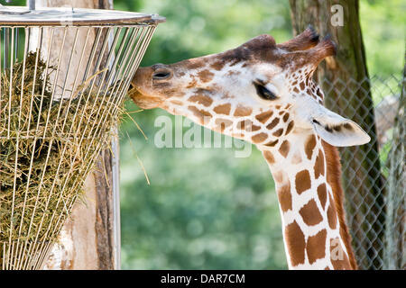 Nuremberg, Germany. 17th July, 2013. A girafe eats in the sun in its compound in the Tiergarten in Nuremberg, Germany, 17 July 2013. Photo: DANIEL KARMANN/dpa/Alamy Live News Stock Photo