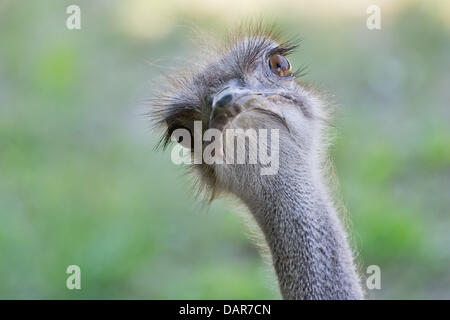 Nuremberg, Germany. 17th July, 2013. An ostrich looks out of its compound in the Tiergarten in Nuremberg, Germany, 17 July 2013. Photo: DANIEL KARMANN/dpa/Alamy Live News Stock Photo