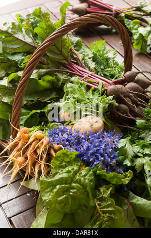 Freshly picked beetroot, carrots, potatoes and spinach in wicker basket Ampney Park, 17th century English country house