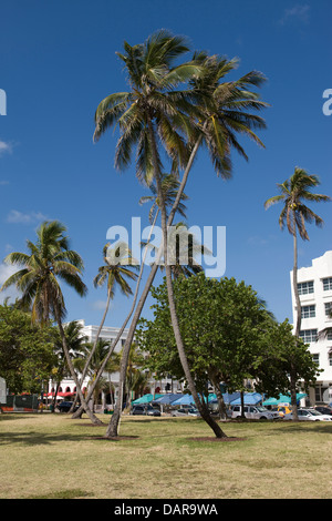 CROSSED PALM TREES LUMMUS PARK OCEAN DRIVE SOUTH BEACH MIAMI BEACH FLORIDA USA Stock Photo