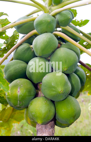 Coconuts on the palm tree St Lucia Stock Photo