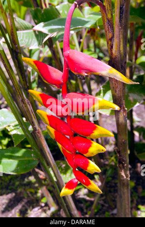 Heliconia flower on nature background Stock Photo