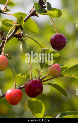 Close up of a Morello Cherry Tree with fruit on it Prunus cerasus Stock Photo