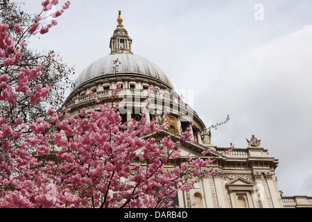 Cherry blossom on a tree near St Paul's Cathedral in London, England.