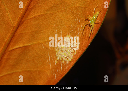 A Magnolia Green jJumping spider watches over her brood of hatchlings covered in silk. Stock Photo