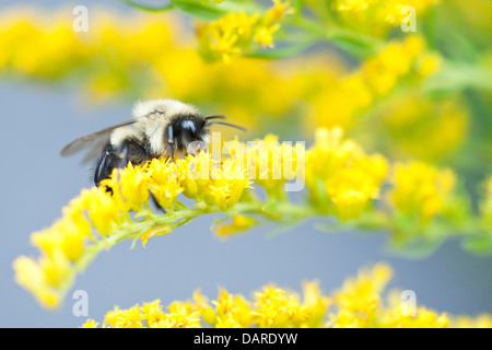 One bumble bee on bright yellow goldenrod flowers against a blue background Stock Photo