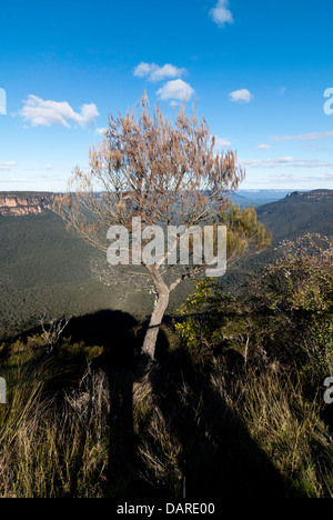 A native tree with views over the Jamison Valley, at Sublime Point, Blue Mountains, Australia, with shadows cast by lookout Stock Photo