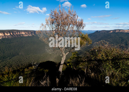 A native tree with views over the Jamison Valley, at Sublime Point, Blue Mountains, Australia, with shadows cast by lookout Stock Photo