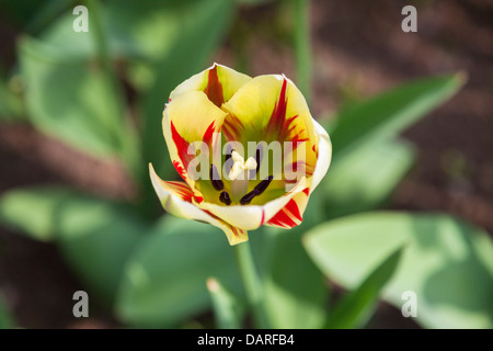 Tulipa Viridiflora, 'Flaming Spring Green', a yellow and red striped tulip at Keukenhof Gardens, Lisse, Holland Stock Photo