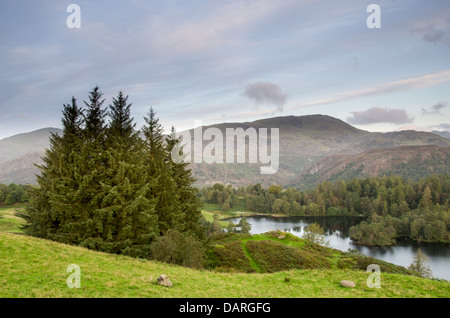 A view over Tarn Hows from top of a hill with few pine trees in the foreground and Weatherlam in the background. Stock Photo