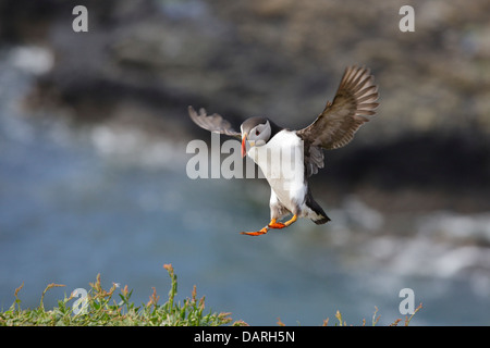 Puffin flying water Stock Photo