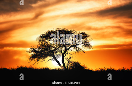 Sunset against acacia tree on african plains - Kalahari desert - South Africa Stock Photo