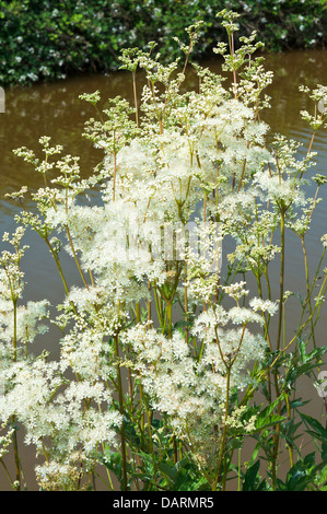 Wild White Meadowsweet Flowers on Bank of Trent and Mersey Canal near Hassall Green Cheshire England United Kingdom UK Stock Photo