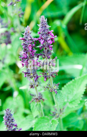 Marsh Woundwort Flowers in Bloom on Towpath of Trent and Mersey Canal at Rode Heath Cheshire England United Kingdom UK Stock Photo