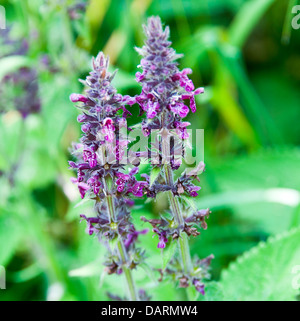 Marsh Woundwort Flowers in Bloom on Towpath of Trent and Mersey Canal at Rode Heath Cheshire England United Kingdom UK Stock Photo