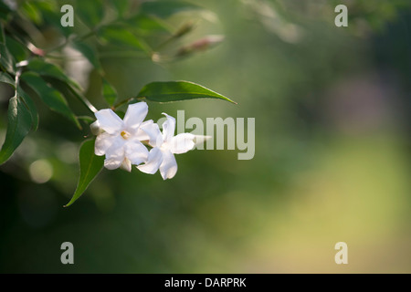 Jasminum officinale 'Clotted Cream' . Jasmine flowers Stock Photo