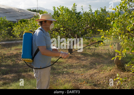 Agricultural worker spraying pesticide on fruit trees Stock Photo