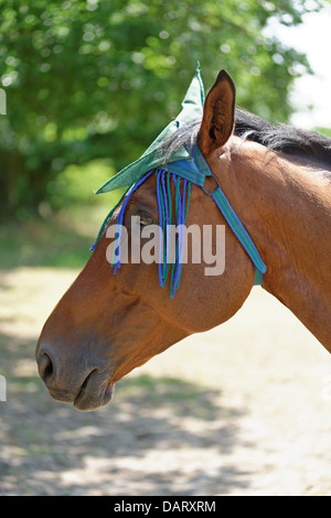 Portrait of a Thoroughbred horse wearing a fly protection fringe Stock Photo