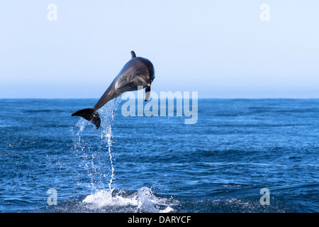 Bottle Nosed Dolphin, Tursiops truncatus, Near Floreana Island, Galapagos Islands, Ecuador Stock Photo