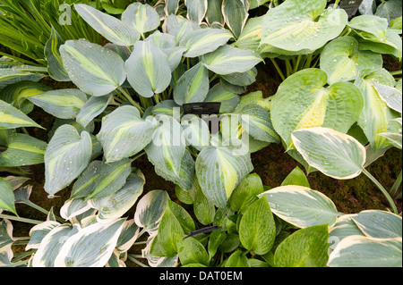 Hostas on display at stall at Blenheim Palace Flower Show UK Stock Photo
