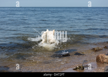 White swiss shepherd runs into the water Stock Photo