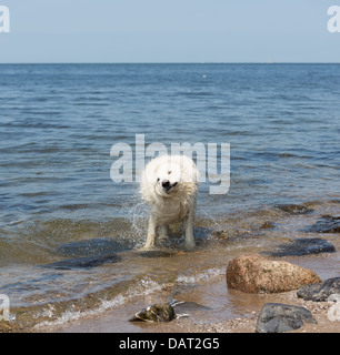 White swiss shepherd coming out of the water Stock Photo