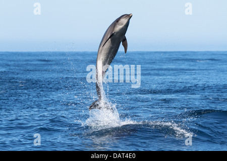 Bottle Nosed Dolphin, Tursiops truncatus, Near Floreana Island, Galapagos Islands, Ecuador Stock Photo