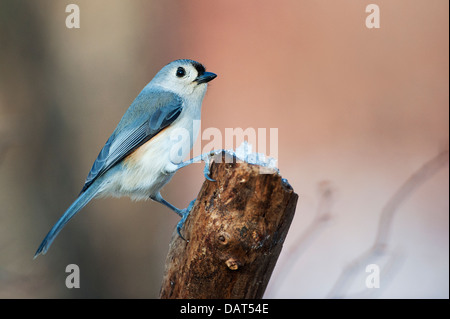 Portrait of tufted titmouse in woodland habitat Stock Photo