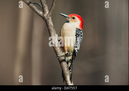 Male red-bellied woodpecker Stock Photo