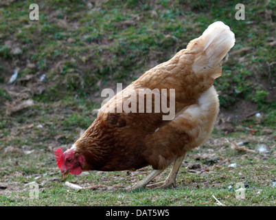 Farmyard Chicken, UK 2013 Stock Photo