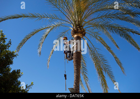 Tree surgeon working with chainsaw and full protective gear on a palm tree Stock Photo