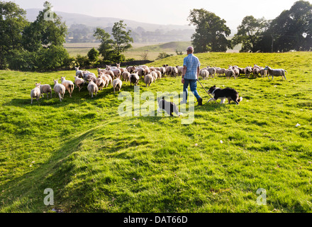 Evening sheepdog demonstration near Hawes, Yorkshire Dales National Park, UK Stock Photo