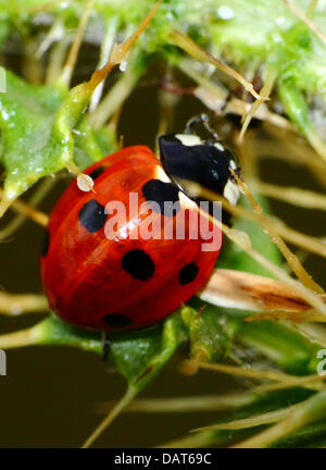 Close up of Ladybird on thistle Stock Photo