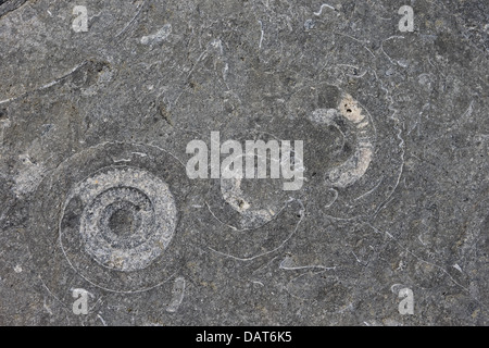 Ammonite Pavement (Coroniceras bucklandi or Arietites bucklandi) Stock Photo