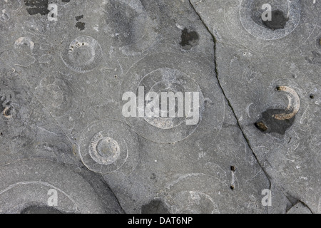 Ammonite Pavement (Coroniceras bucklandi or Arietites bucklandi) Stock Photo