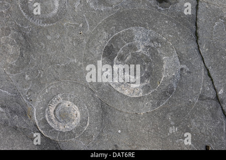 Ammonite Pavement (Coroniceras bucklandi or Arietites bucklandi) Stock Photo