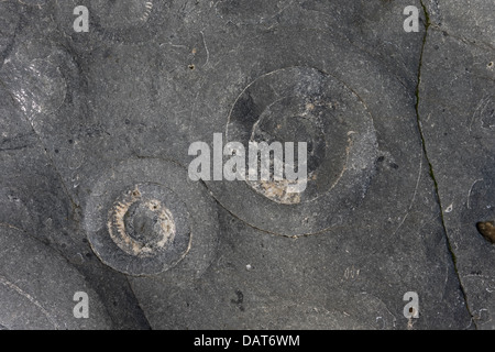 Ammonite pavement (Arietites / Coroniceras bucklandi) Monmouth Beach ...