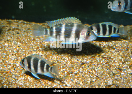 Six-bar Lamprologus Neololamprologus sexfasciatus, Cichlidae, Tanganyika Lake, Africa Stock Photo