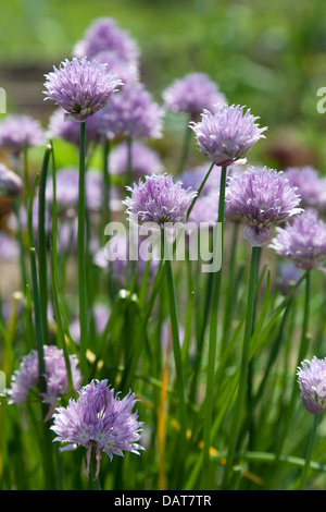 Purple flowering chives Stock Photo