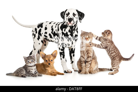 pets animals group collage for veterinary or petshop isolated Stock Photo