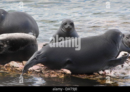 The Baikal seal or nerpa (Phoca sibirica) is a species of earless seal endemic to Lake Baikal in Siberia. Stock Photo