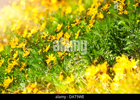 Many beautiful yellow wildflowers in morning sunlight Stock Photo