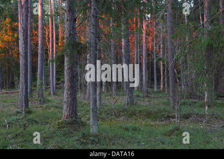 Old primeval forest, Alam-Pedja Nature Reserve, Estonia, Europe Stock Photo