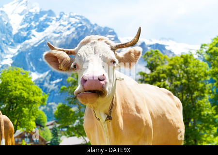 Closeup of cow's head chewing grass, standing on a pasture in Switzerland Stock Photo