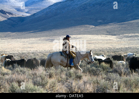 Native american indian cowboy herding cattle near McDermitt, Nevada, USA. Stock Photo